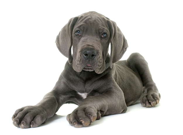 Premium Photo | Puppy great dane