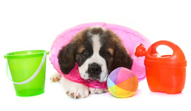 puppy heilige bernard en zomer