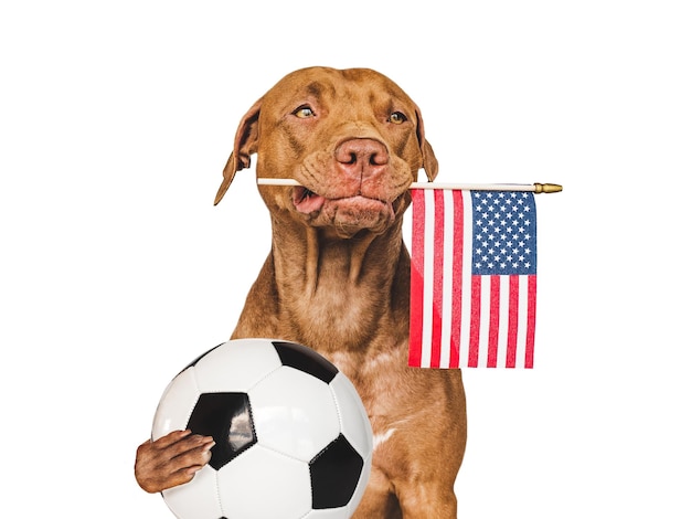 Cucciolo che tiene bandiera americana e pallone da calcio