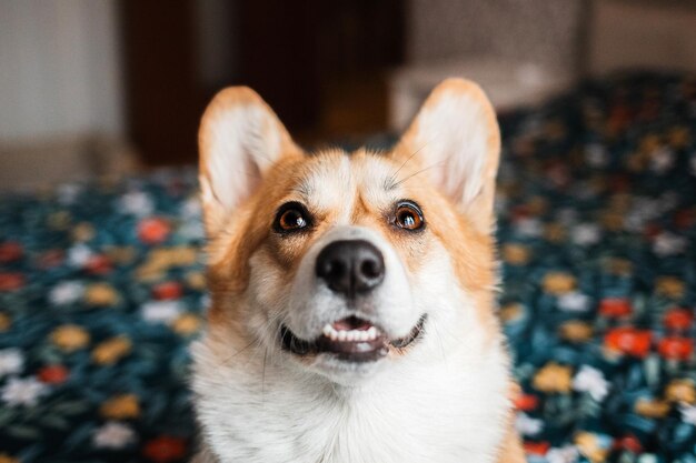 Foto cucciolo a casa