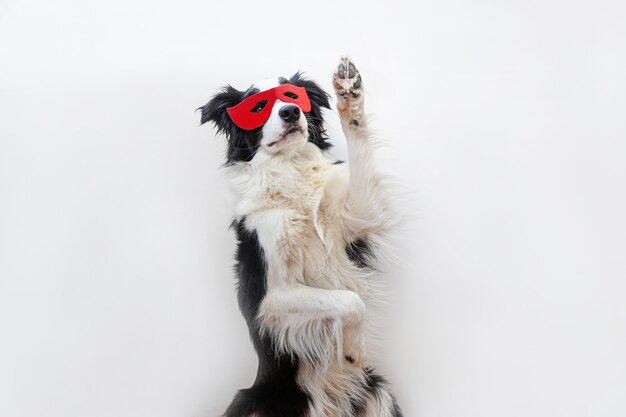 Puppy hond border collie in superheld kostuum op witte achtergrond