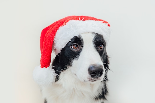 Puppy hond border collie met kerst kerstman hoed geïsoleerd op een witte achtergrond