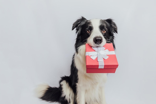 Puppy hond border collie rode geschenkdoos in de mond houden geïsoleerd op een witte achtergrond Kerstmis nieuwjaar