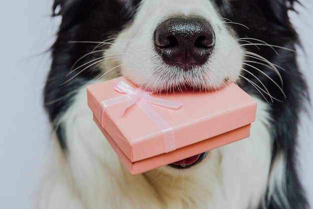 Puppy hond border collie roze geschenkdoos in de mond houden geïsoleerd op een witte achtergrond kerstmis nieuwe ye