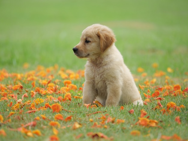 puppy hond golden retriever op het park