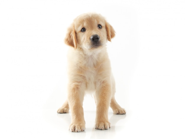 puppy hond golden retriever op wit