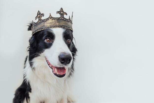 Puppy hondje met grappig gezicht border collie dragen koning kroon geïsoleerd op wit