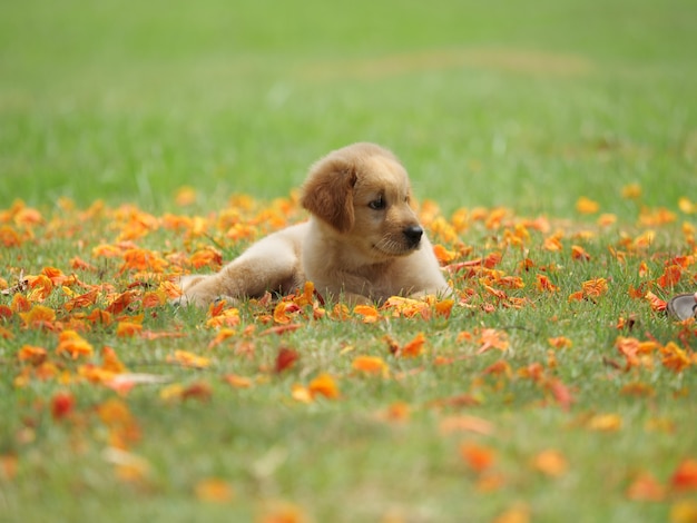 puppy hondje op park