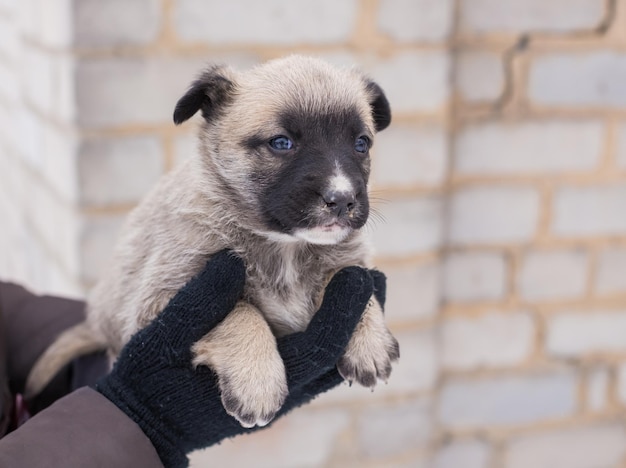 Puppy in haar armen