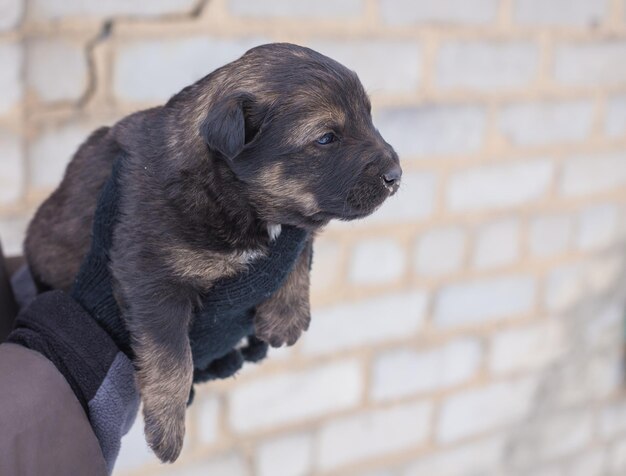 Puppy in haar armen