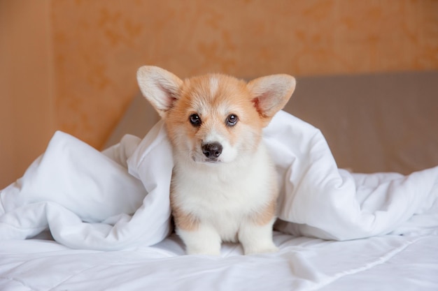 The puppy is lying on the bed covered with a blanket