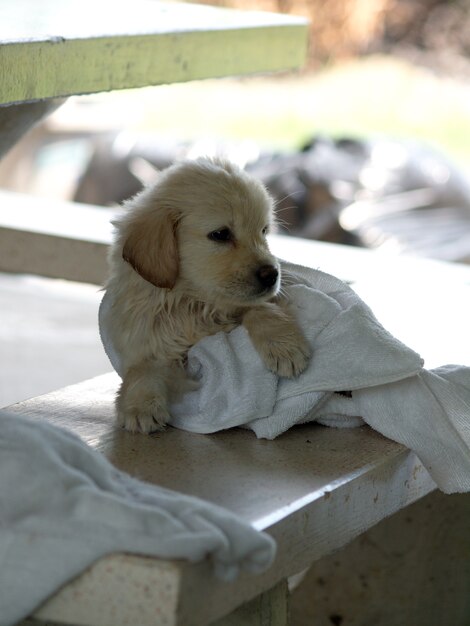 The puppy is lying on a white marble horse