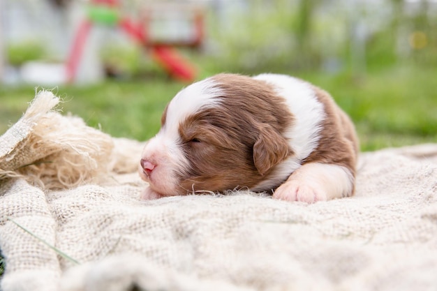 A puppy is sleeping on a blanket in the grass.