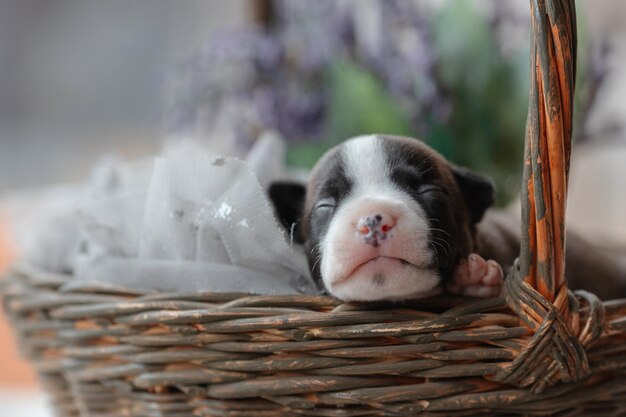 子犬は眠っています