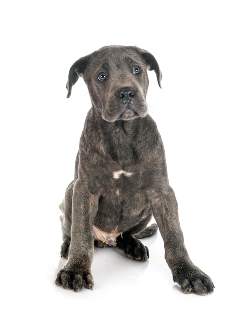 Puppy Italiaanse mastiff geïsoleerd op wit