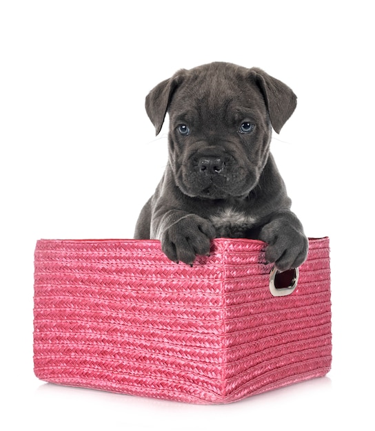 Puppy italiaanse mastiff geïsoleerd op wit