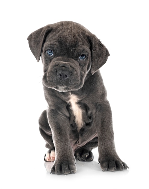 Puppy Italiaanse mastiff geïsoleerd op wit