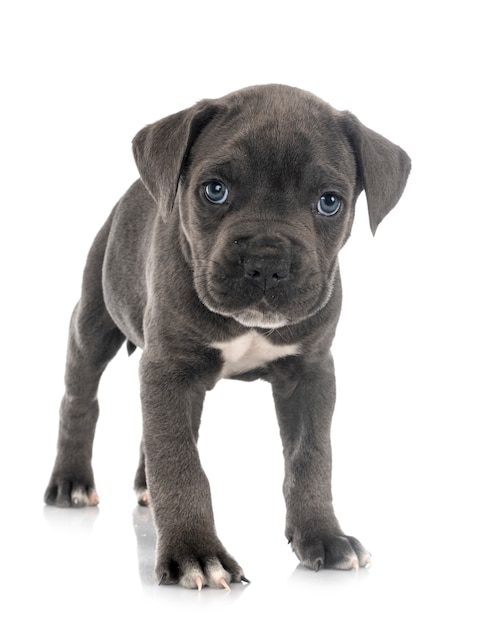 Puppy Italiaanse mastiff geïsoleerd op wit