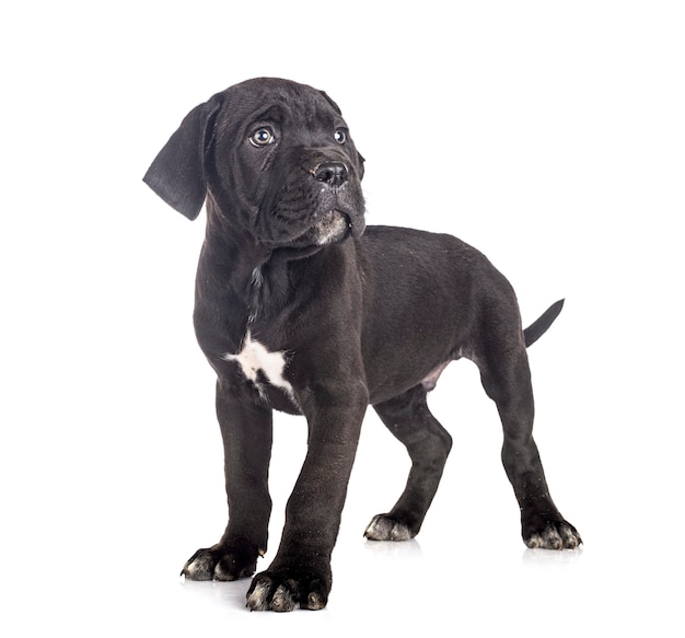 Puppy Italiaanse mastiff voor witte achtergrond