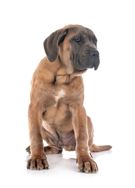 Puppy Italiaanse mastiff voor witte muur