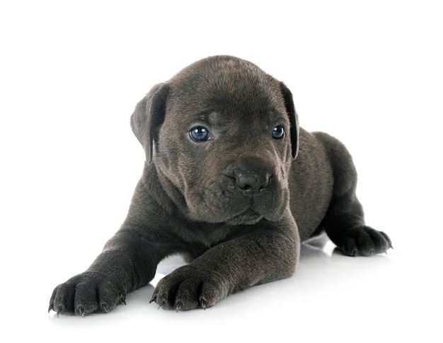 Puppy Italiaanse mastiff