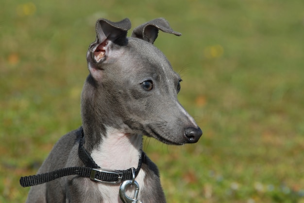 Puppy Italiaanse windhond buitenshuis