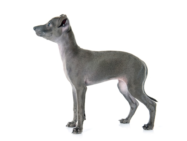 puppy italian greyhound