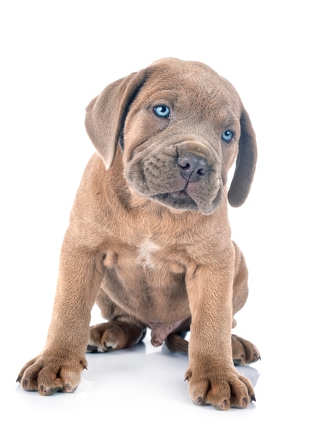 Cucciolo mastino italiano davanti a uno sfondo bianco