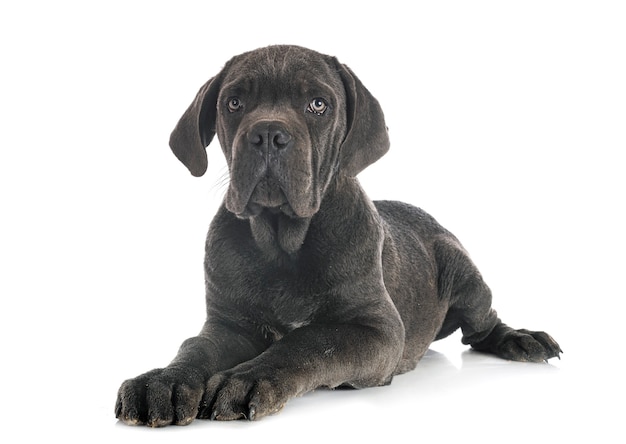 puppy italian mastiff in front of white background