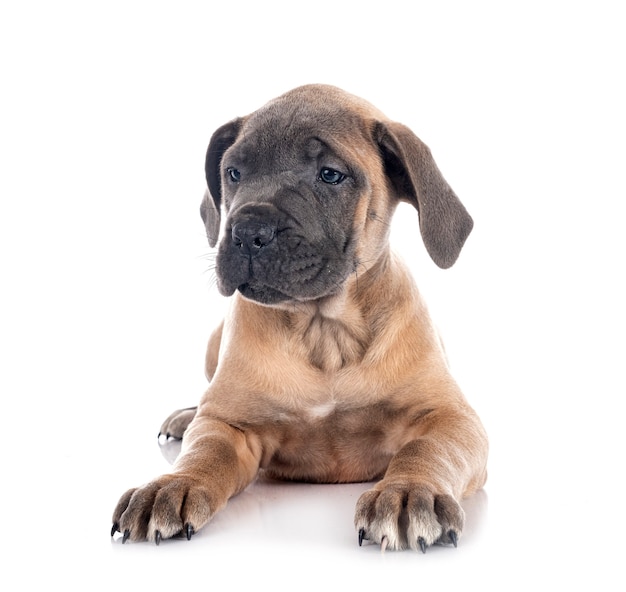 Puppy italian mastiff in front of white background