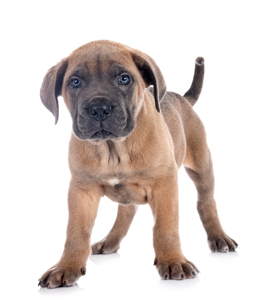 Puppy italian mastiff in front of white background