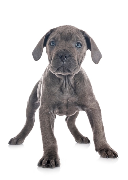 Puppy italian mastiff in front of white background