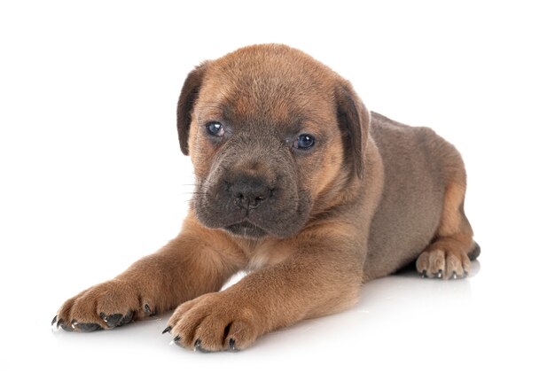 Puppy italian mastiff in front of white space