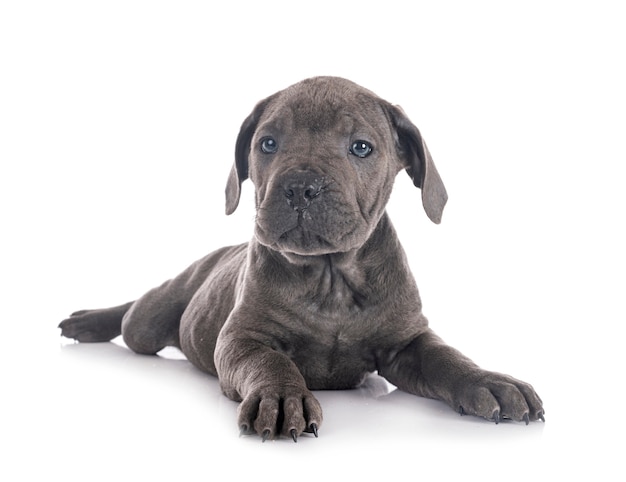 Puppy italian mastiff in front of white surface