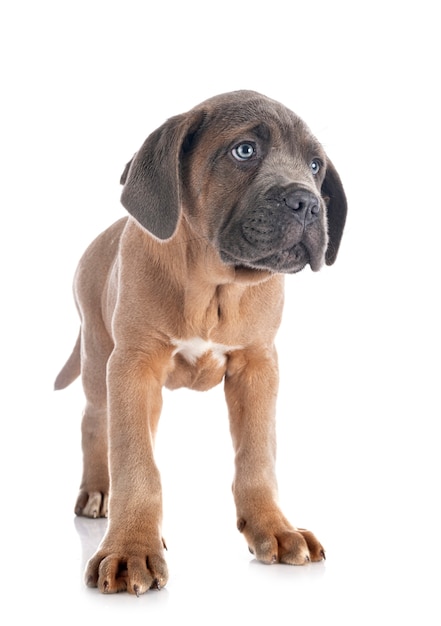 Puppy italian mastiff in front of white surface
