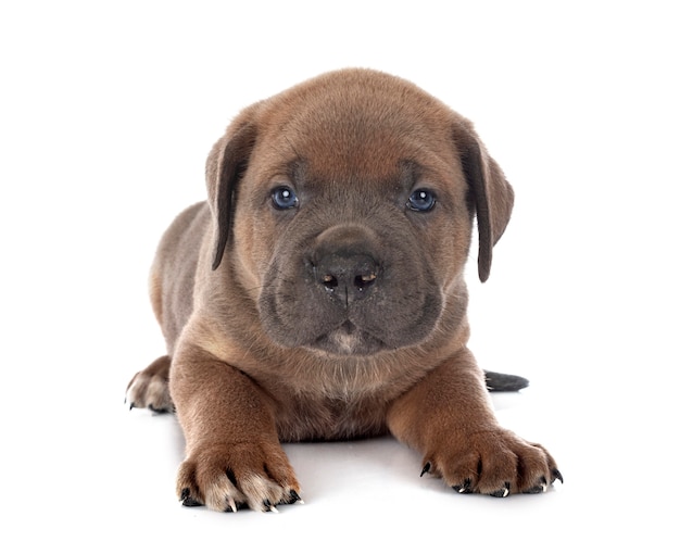 Puppy italian mastiff in front of white