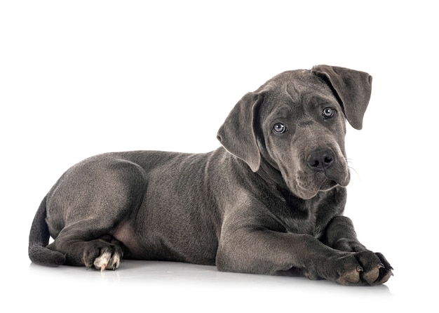 Puppy italian mastiff isolated on white