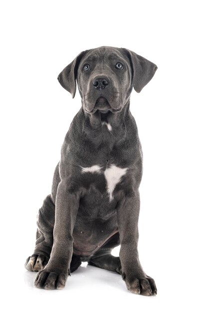 Puppy italian mastiff isolated on white