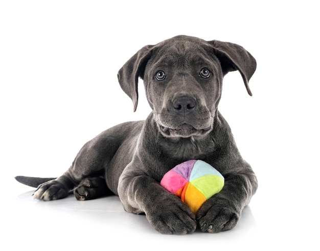 Puppy italian mastiff isolated on white