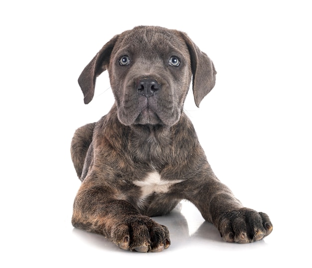 Puppy italian mastiff isolated on white