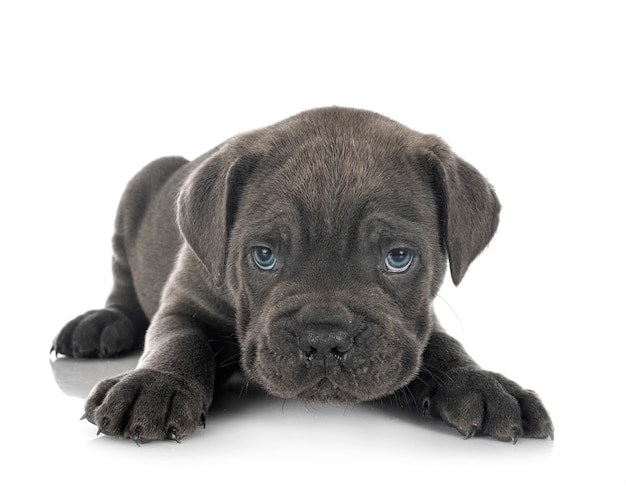 Puppy italian mastiff isolated on white