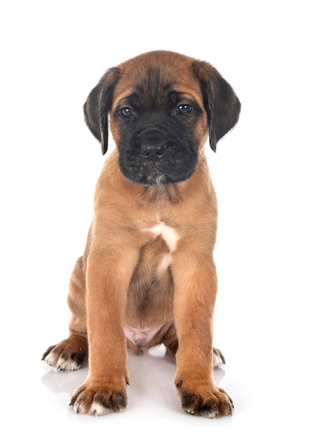 Puppy italian mastiff isolated on white