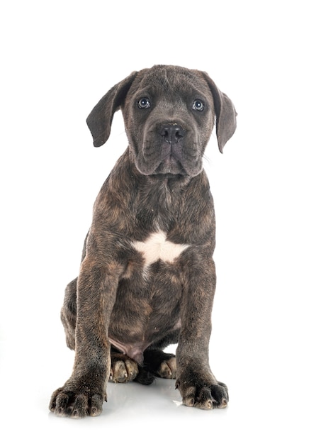 Puppy italian mastiff isolated