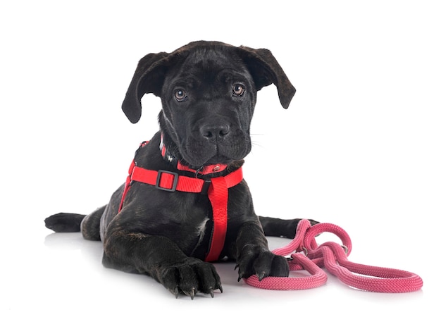 Puppy italian mastiff isolated