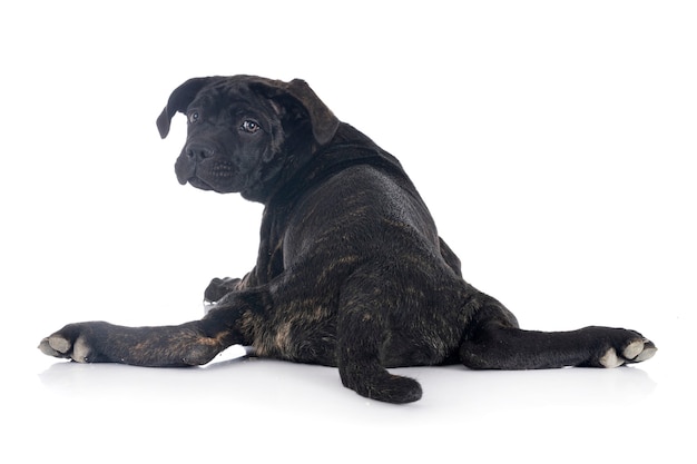 Puppy italian mastiff isolated