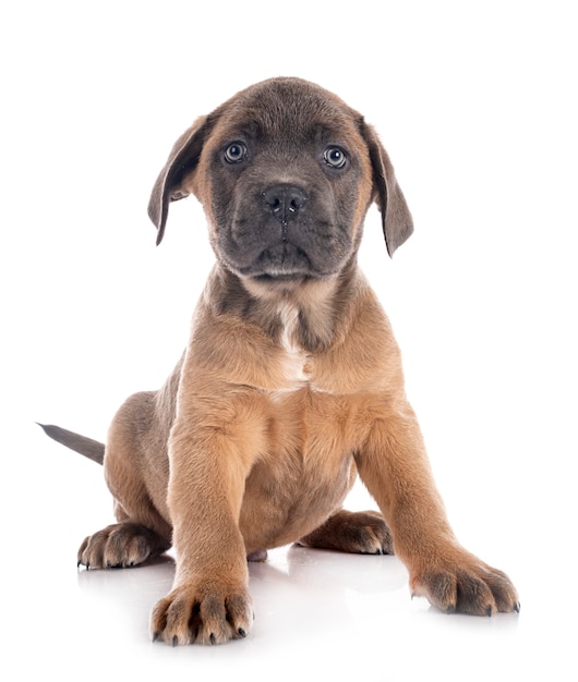 Puppy italian mastiff isolated