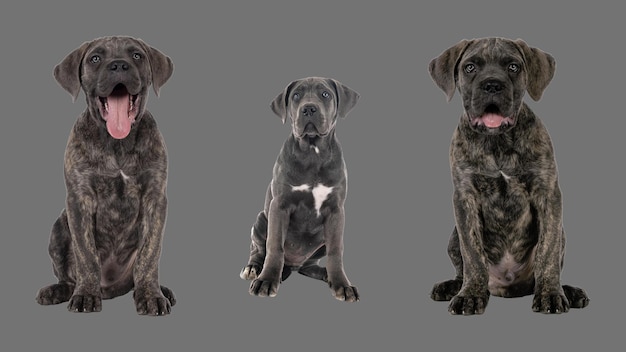 Puppy italian mastiff with Cane Corso dog on grey Transparent background