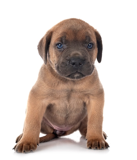 Puppy italian mastiff