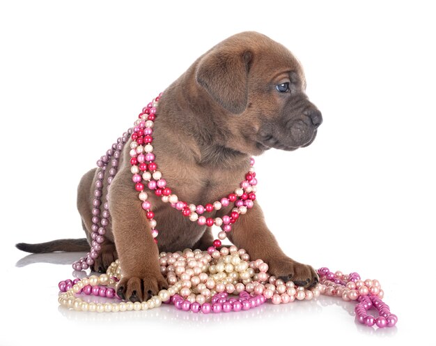 Puppy italian mastiff