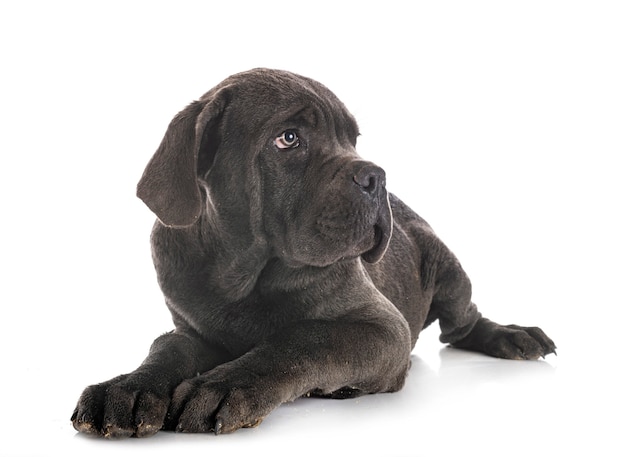 Puppy italian mastiff